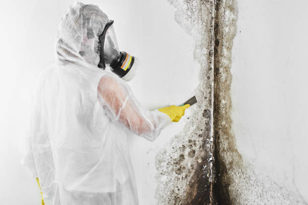 Best Certified Mold Removal  in Cove Creek, NC