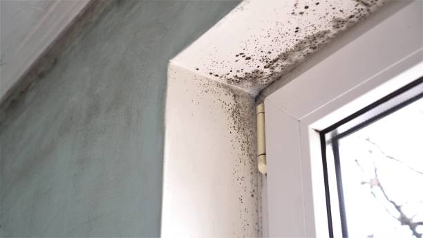 Mold Removal Process in Cove Creek, NC