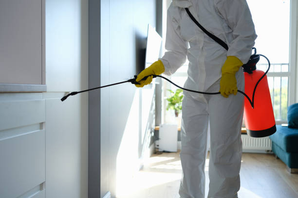 Best Certified Mold Removal  in Cove Creek, NC