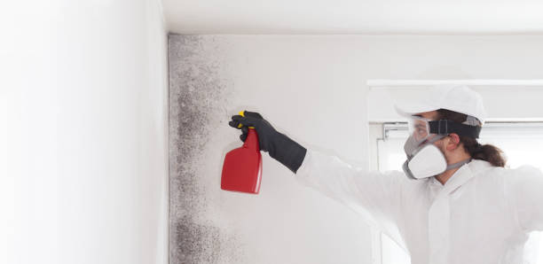 Best Office Mold Removal Services  in Cove Creek, NC