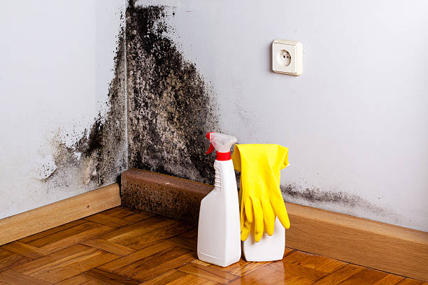 Best Professional Mold Removal  in Cove Creek, NC